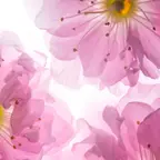 Pastellblüten